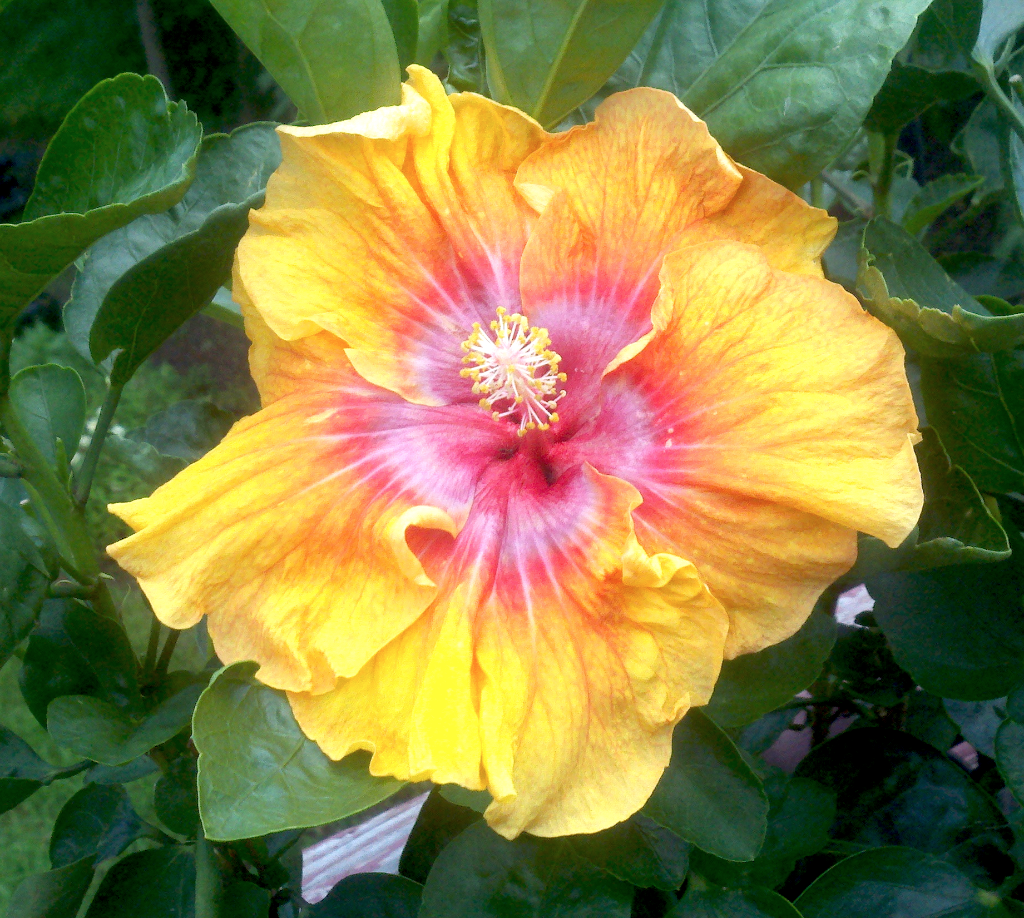 Hibiscus Yellow Sunshine - July 2013